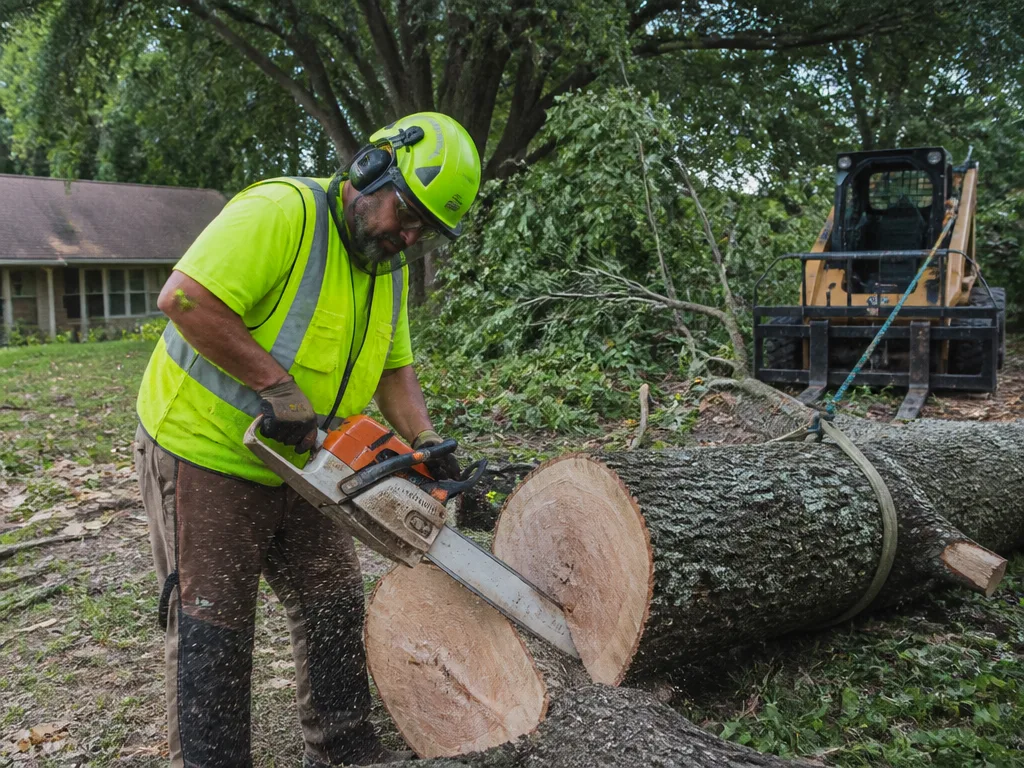 Large Tree Removal